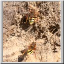 Nomada lathburiana - Wespenbiene w20.jpg